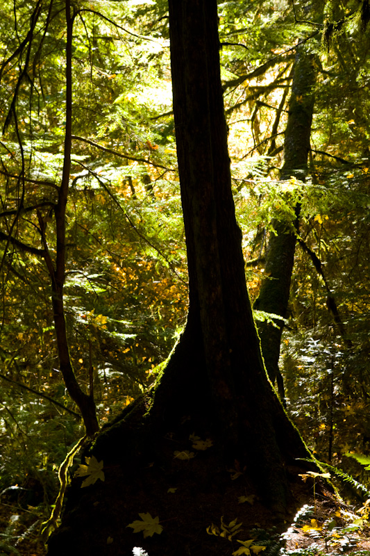 Sunlight Through Trees